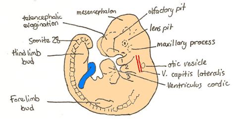 File:Day 10 Closure of posterior neuropore, hind limb bud and tail bud ...