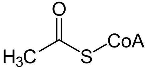 What Is Acetyl Coa