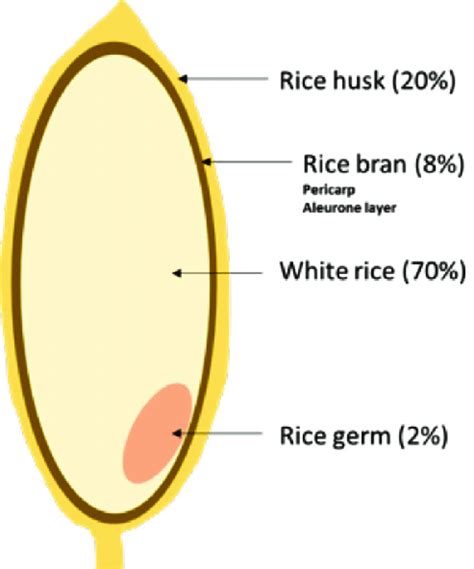 1 The structure of a rice grain | Download Scientific Diagram