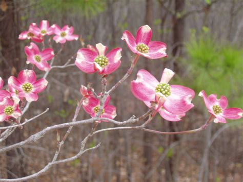 Sizzling Indian Recipes.....: Dogwood trees in bloom around Cary,North Carolina - An enticing ...