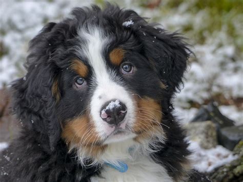 6 Reasons Why Bernese Mountain Dogs Are the Best Family Dog – Neater Pets