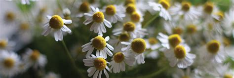 Chamomile Seeds - Organic Varieties | Johnny's Selected Seeds