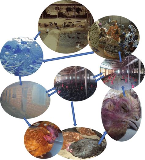 A flow chart of the typical origin and transmission of avian influenza ...