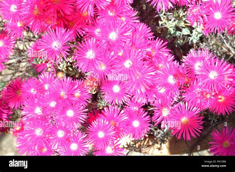 Shocking pink succulent flowers Stock Photo - Alamy