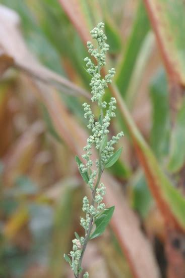 Common Lambsquarters // Mizzou WeedID