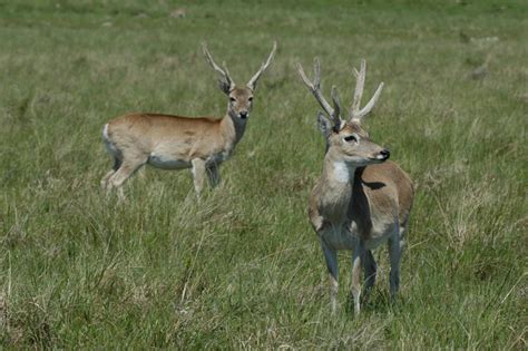 Pampas Deer, Uruguay | Whitley Award