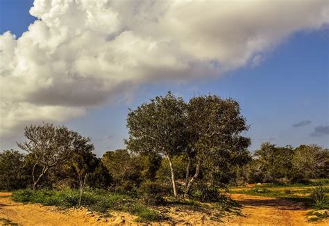 Download free photo of Coppice,copse,forest,trees,glade - from needpix.com