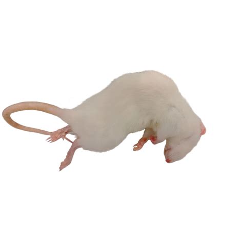 G1509707 - Rats (Rattus) - Pack of 10 | GLS