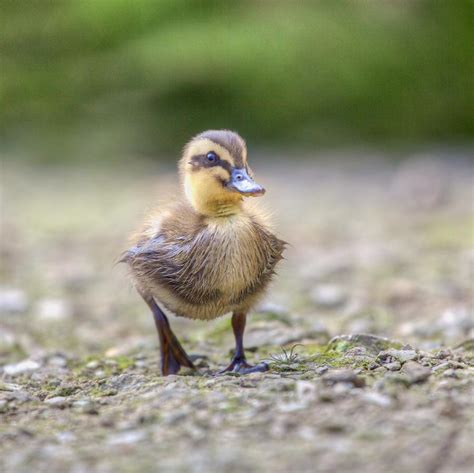 Baby Mallard Duckling Coming Ashore Photograph