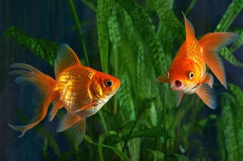 How Long Do Goldfish Live? 5 Ways to Increase Their Lifespan ...