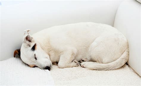 10 Dog Sleeping Positions And The Meaning Behind Them