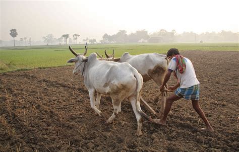 Agriculture Backbone of Indian Economy