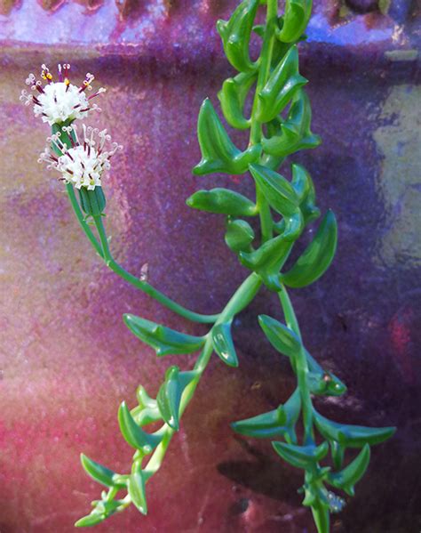 Senecio Peregrinus (String of Dolphins) - Senecio - succies.com.au