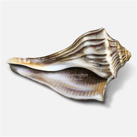 Knobbed whelk shell – drawnbydawn