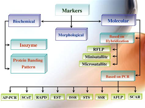 SOLUTION: Markers Types of Molecular Markers and Genome Mapping Presentation - Studypool