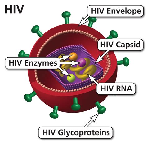 Image Gallery human immunodeficiency virus