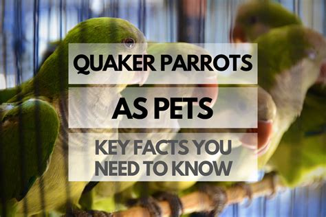 Quaker Parrots as Pets: What You Need to Know - Birds as Pets