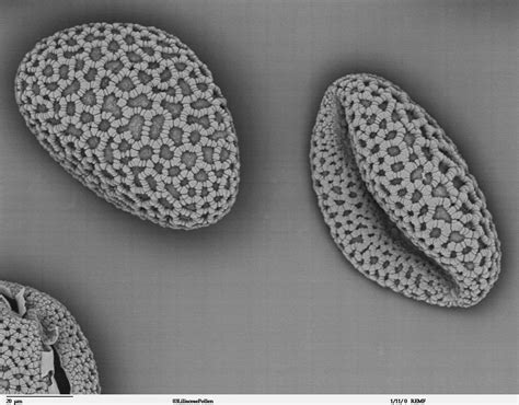 Liliaceae Pollen