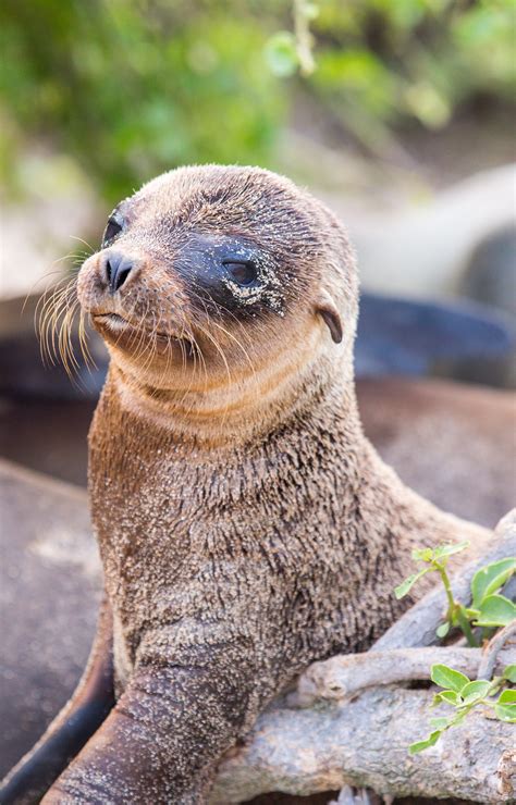 Among the many highlights of my trip to the Galapagos Islands were my ...