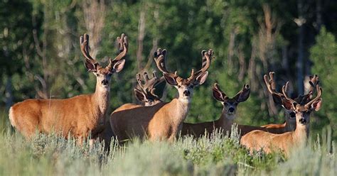 Utah testing area mule deer for COVID-19, which is spread ‘the same way it is in people’