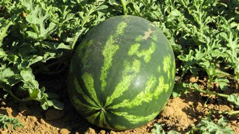 Watermelon Gardening For Beginners - How To Start | Gardening Tips