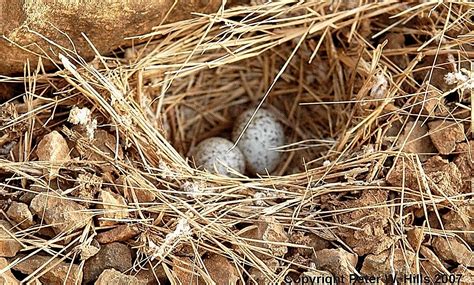 Lark Rufous-Tailed (Ammomanes phoenicura) eggs in nest - India - World Bird Photos