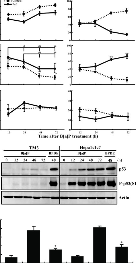 Cell cycle and p53 protein in TM3 after B[a]P exposure. A, Comparison... | Download Scientific ...