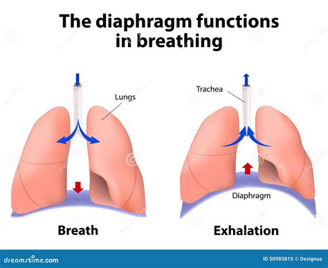 The Diaphragm Functions in Breathing Stock Vector - Illustration of ...