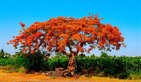 Gulmohar tree: Facts, benefits, grow tips and care