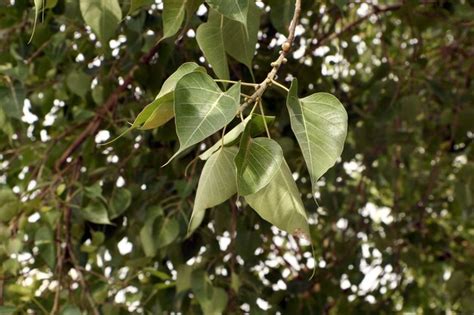 Premium Photo | Hanging sacred fig leaves