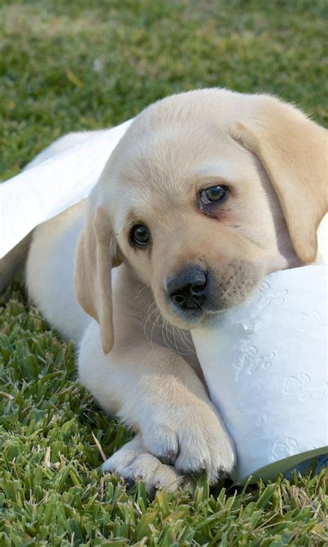 I'm having a snack. | Cute funny dogs, Cute puppies, Andrex puppy