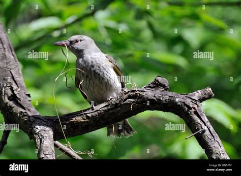 Oriolus oriolus, Golden Oriole female Stock Photo - Alamy