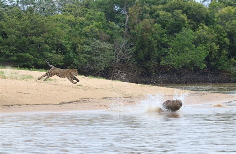 Pantanal Wildlife: Jaguars To Jabirus - Rainforest Cruises