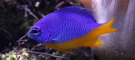 Keeping the Azure Damselfish | Damselfish | AlgaeBarn