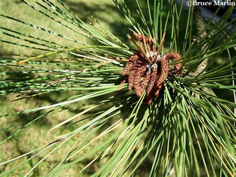 Pinus Ponderosa Needles