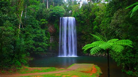 Volunteer Australia – Conservation Wet Tropics ⋅ Natucate