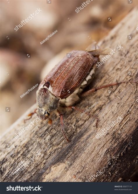 May-Bug Beetle Stock Photo 30077110 : Shutterstock