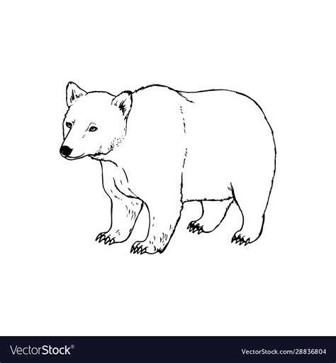 Hand drawn bear black white sketch Royalty Free Vector Image