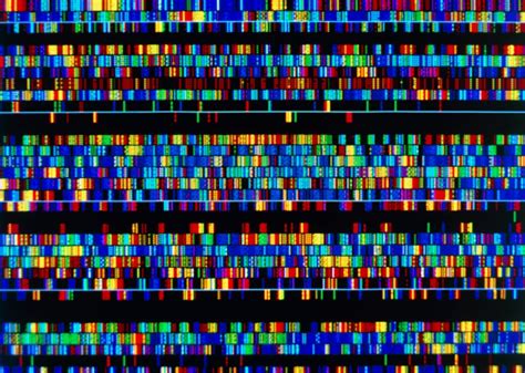 A complete human genome sequence is close: how scientists filled in the ...