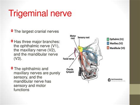 Trigeminal Nerve Function