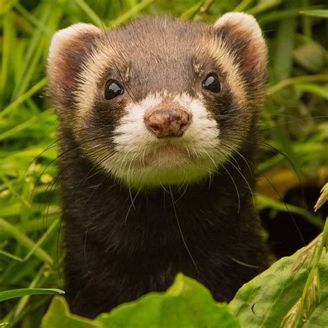 400+ Names for Ferrets (Male, Female, & Pairs) - Exotic Animal Supplies