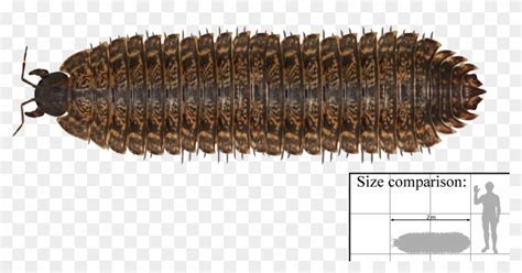 File - Arthropleura - Arthropleura Size Comparison Clipart (#184463 ...