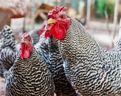 11 Cold Hardy Chickens That Lay Eggs During Winter | Chickens And More