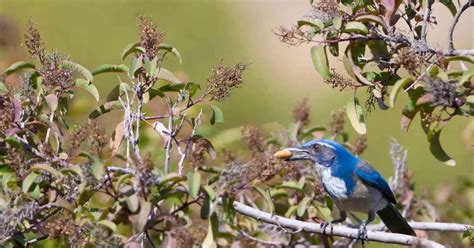 Blue Jay Behavior - AnimalBehaviorCorner