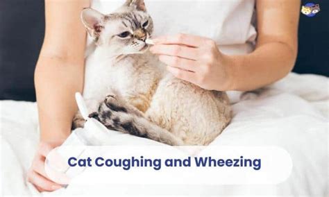 Why is My Cat Coughing and Wheezing? - Causes & Treatment