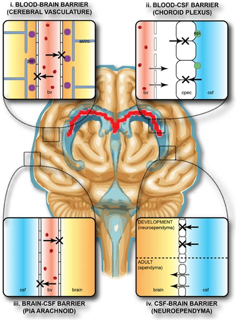 Blood–brain barrier - Wikipedia