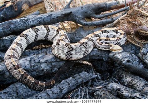 199 Canebrake Rattlesnake Royalty-Free Photos and Stock Images ...