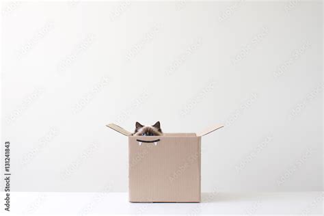 Ragdoll cat hiding in cardboard box with vampire teeth drawing Stock ...