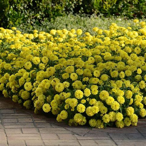 Zinnia Seeds - Yellow Lilliput Flower Seed