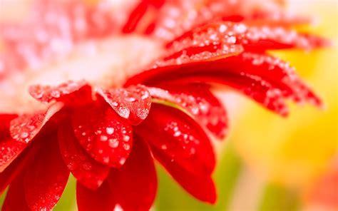 Wallpaper Red flower close-up morning dew 1680x1050 HD Picture, Image